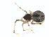  (Cryptachaea sp. 3GAB - BIOUG01579-A09)  @12 [ ] Copyright  G. Blagoev 2011 Unspecified