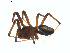  (Steatoda sp. 3GAB - BIOUG01579-C09)  @12 [ ] Copyright  G. Blagoev 2011 Unspecified