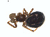  (Steatoda sp. 2GAB - BIOUG01579-D07)  @14 [ ] Copyright  G. Blagoev 2011 Unspecified