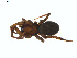  (Gnaphosa californica - BIOUG01626-D07)  @12 [ ] Copyright  G. Blagoev 2011 Unspecified