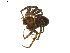  (Titanebo dispar - BIOUG01627-C03)  @13 [ ] Copyright  G. Blagoev 2011 Unspecified