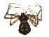  (Titanebo macyi - BIOUG01627-D05)  @13 [ ] Copyright  G. Blagoev 2011 Unspecified