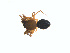  (Agyneta tuberculata - BIOUG01635-B03)  @12 [ ] Copyright  G. Blagoev 2011 Unspecified