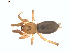  (Gnaphosa salsa - BIOUG01635-D08)  @13 [ ] Copyright  G. Blagoev 2011 Unspecified