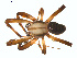  (Neoscona oaxacensis - BIOUG01961-H01)  @14 [ ] Copyright  G. Blagoev 2012 Unspecified