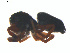  ( - BIOUG01970-F11)  @11 [ ] Copyright  G. Blagoev 2012 Unspecified