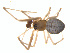  (Theridion goodnightorum - BIOUG01970-G10)  @12 [ ] Copyright  G. Blagoev 2012 Unspecified