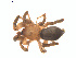  (Gnaphosa sericata - BIOUG01970-H05)  @13 [ ] Copyright  G. Blagoev 2012 Unspecified