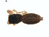  ( - BIOUG01577-B06)  @12 [ ] Copyright  G. Blagoev 2011 Unspecified
