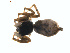  ( - BIOUG01577-D04)  @12 [ ] Copyright  G. Blagoev 2011 Unspecified