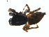  ( - BIOUG01577-F11)  @12 [ ] Copyright  G. Blagoev 2011 Unspecified