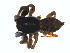  ( - BIOUG01577-G07)  @12 [ ] Copyright  G. Blagoev 2011 Unspecified