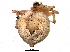  (Euryopis sp. 3GAB - BIOUG01629-E08)  @14 [ ] CreativeCommons - Attribution (2016) CBG Photography Group Centre for Biodiversity Genomics