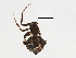  (Cryptachaea sp. 2GAB - BIOUG01637-H02)  @12 [ ] CreativeCommons - Attribution (2013) CBG Photography Group Centre for Biodiversity Genomics