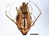  (Neospintharus - BIOUG01880-H10)  @13 [ ] CreativeCommons - Attribution (2012) CBG Photography Group Centre for Biodiversity Genomics