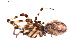  (Diguetidae - BIOUG01969-B11)  @12 [ ] Copyright  G. Blagoev 2012 Unspecified