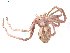 (Rhysodromus - BIOUG01969-C08)  @14 [ ] Copyright  G. Blagoev 2012 Unspecified