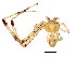  ( - BIOUG01898-F11)  @12 [ ] CreativeCommons - Attribution (2012) CBG Photography Group Centre for Biodiversity Genomics