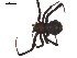  (Latrodectus mactans - BIOUG00162-D04)  @13 [ ] Copyright  G. Blagoev 2010 Unspecified