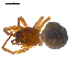  (Robertus sp. 1GAB - BIOUG00163-B08)  @12 [ ] Copyright  G. Blagoev 2010 Unspecified