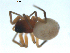  (Ceratinopsis nigripalpis - BIOUG00622-F01)  @14 [ ] Copyright  G. Blagoev 2010 Unspecified