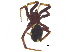  (Steatoda sp. 4GAB - BIOUG25728-C08)  @14 [ ] CreativeCommons - Attribution (2015) CBG Photography Group Centre for Biodiversity Genomics