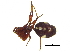  (Asagena sp. 6GAB - BIOUG25730-A09)  @13 [ ] CreativeCommons - Attribution (2015) CBG Photography Group Centre for Biodiversity Genomics