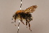  ( - 1555E06)  @11 [ ] Copyright (2018) Paul H. Williams Natural History Mueum, London