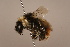  ( - 1555G10)  @11 [ ] Copyright (2018) Paul H. Williams Natural History Mueum, London
