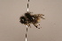  ( - 1555G12)  @11 [ ] Copyright (2018) Paul H. Williams Natural History Mueum, London