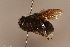  ( - 6880H01)  @11 [ ] Copyright (2019) Paul H. Williams Natural History Mueum, London