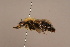  ( - 6880H03)  @11 [ ] Copyright (2019) Paul H. Williams Natural History Mueum, London