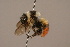  ( - 1550-509-CHN)  @13 [ ] Unspecified (default): All Rights Reserved  Unspecified Unspecified