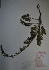  (Artemisia laciniata - BAB-1332)  @13 [ ] Unspecified (default): All Rights Reserved  Unspecified Unspecified