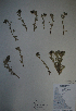  (Artemisia kruhsiana subsp. alaskana - BAB-1561)  @13 [ ] Unspecified (default): All Rights Reserved  LAZS Unspecified