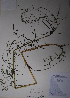  (Cicuta bulbifera - BAB-2943)  @11 [ ] Unspecified (default): All Rights Reserved  Unspecified Unspecified