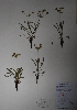  (Bupleurum americanum - BAB-3213)  @11 [ ] Unspecified (default): All Rights Reserved  Unspecified Unspecified