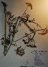  (Cnidium cnidiifolium - BAB-3236)  @11 [ ] Unspecified (default): All Rights Reserved  Unspecified Unspecified