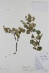  (Betula occidentalis - BABY-00311)  @11 [ ] CreativeCommons - Attribution Share-Alike (2020) Bruce Bennett Research Collection of B. A. Bennett