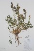  (Oxytropis borealis - CCDB-18330-H11)  @11 [ ] CreativeCommons - Attribution Share-Alike (2020) Bruce Bennett Research Collection of B. A. Bennett