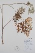  (Conioselinum - CCDB-18321-C4)  @11 [ ] CreativeCommons - Attribution Share-Alike (2020) Bruce Bennett Research Collection of B. A. Bennett