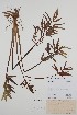  ( - CCDB-18321-B3)  @11 [ ] CreativeCommons - Attribution Share-Alike (2020) Bruce Bennett Research Collection of B. A. Bennett
