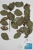  (Alnus serrulata - CCDB-18324-E12)  @11 [ ] CreativeCommons - Attribution Share-Alike (2021) Bruce Bennett Research Collection of B. A. Bennett