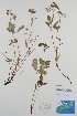  (Ligusticum scoticum - CCDB-18321-B2)  @11 [ ] CreativeCommons - Attribution Share-Alike (2020) Bruce Bennett Research Collection of B. A. Bennett