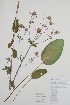  (Eryngium planum - CCDB-18321-E2)  @11 [ ] CreativeCommons - Attribution Share-Alike (2020) Bruce Bennett Research Collection of B. A. Bennett