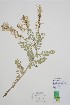  (Astragalus drummondii - CCDB-18329-B11)  @11 [ ] CreativeCommons - Attribution Share-Alike (2021) Bruce Bennett Research Collection of B. A. Bennett