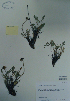  ( - CCDB-21230-A01)  @11 [ ] CreativeCommons - Attribution (2014) Unspecified Unspecified