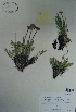  ( - CCDB-21230-D01)  @11 [ ] CreativeCommons - Attribution (2014) Unspecified Unspecified