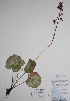 (Micranthes spicata - CCDB-21230-H06)  @11 [ ] CreativeCommons - Attribution (2014) Unspecified Unspecified
