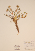  (Claytonia acutifolia - CCDB-23321-C04)  @11 [ ] CreativeCommons - Attribution (2016) Unspecified Unspecified